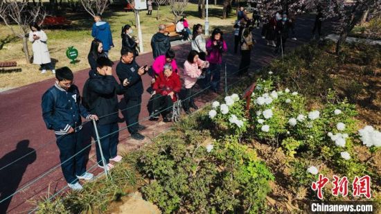 　圖為游客在洛陽中國國花園觀賞牡丹花。韓嘉南 攝