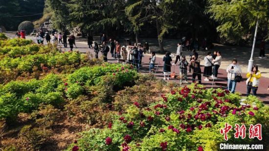 游客在洛陽中國國花園觀賞牡丹。韓嘉南 攝