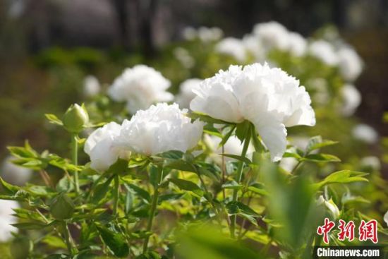 圖為盛開的洛陽牡丹花。張利鋒 攝