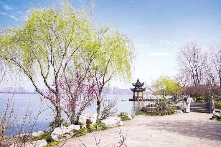 花開伊始 醉美岳陽