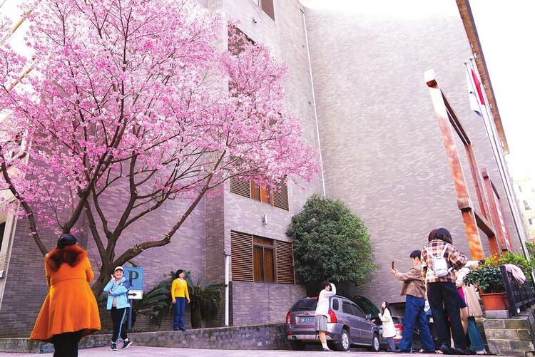 花開伊始 醉美岳陽