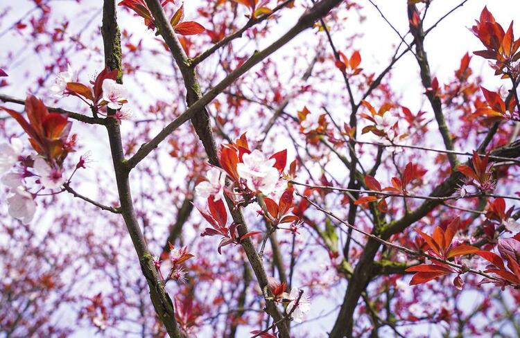花開伊始 醉美岳陽