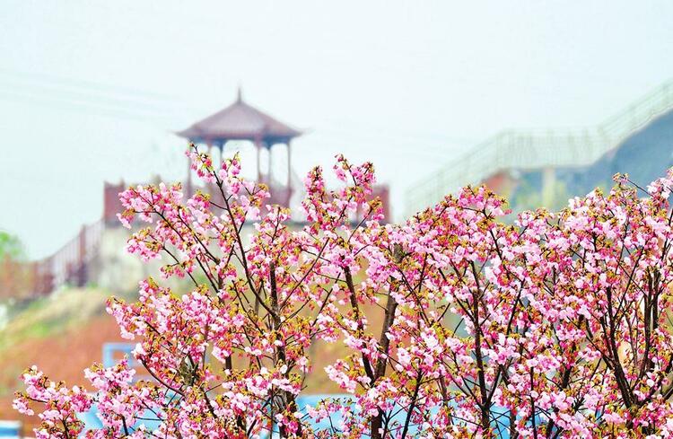 花開伊始 醉美岳陽