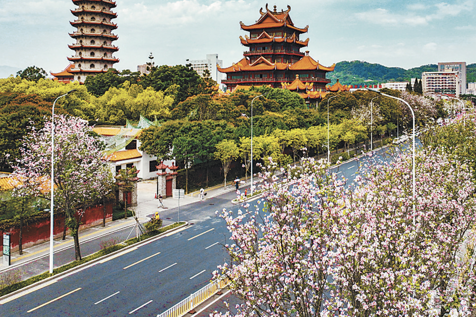 福州：花開千樹滿城春