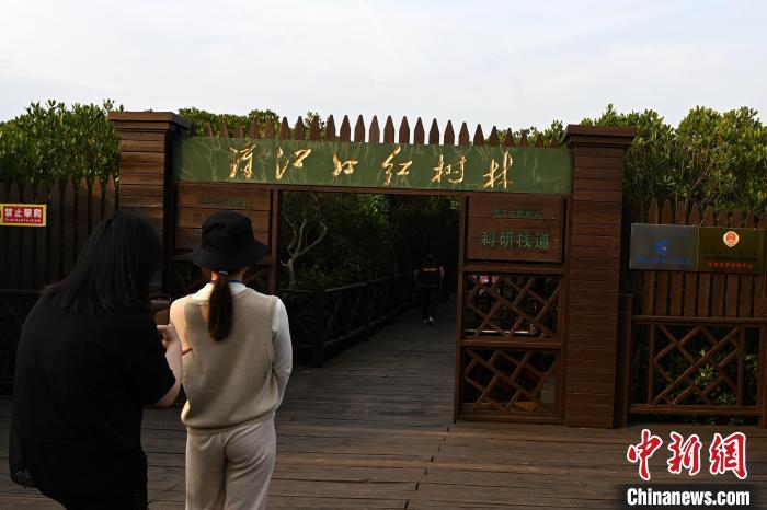 參訪者在漳江口紅樹林觀賞。中新網(wǎng)記者 張金川 攝