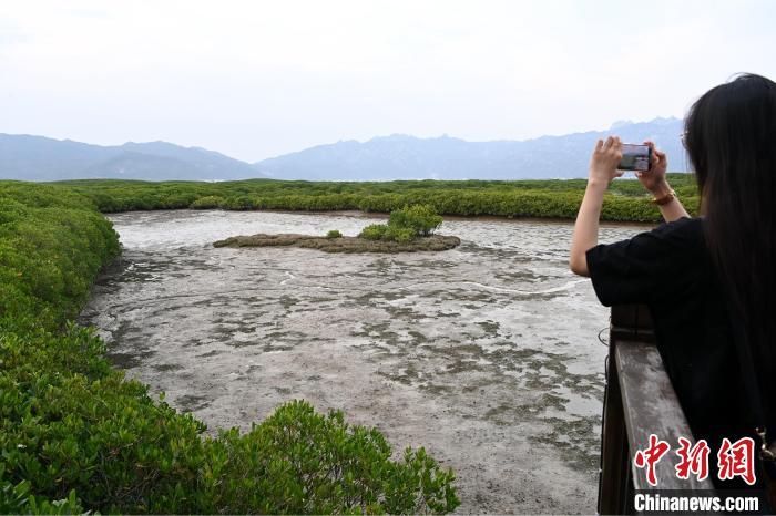 參訪者在漳江口紅樹林觀賞。中新網(wǎng)記者 張金川 攝