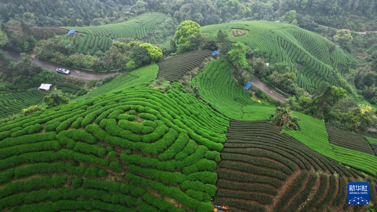 春滿八桂大地