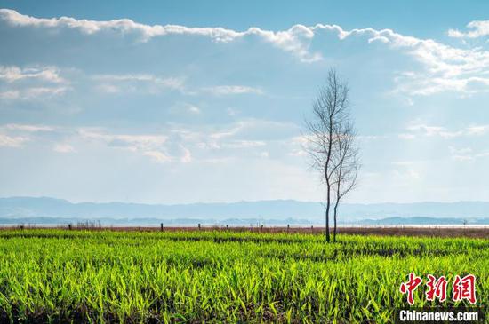 4月1日，圖為貴州威寧草海國(guó)家級(jí)自然保護(hù)區(qū)美景。唐哲 攝