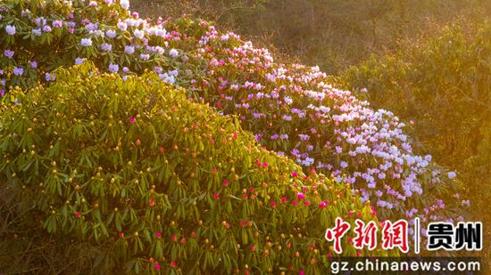 貴州道真：高山杜鵑花競(jìng)相開放
