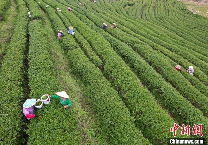 圖為位于福建省順昌縣元坑鎮(zhèn)東郊村的寶山紅生態(tài)茶園，茶農(nóng)正在采摘明前茶。 黃杰敏 攝
