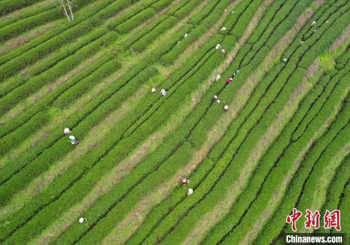 圖為位于福建省順昌縣元坑鎮(zhèn)東郊村的寶山紅生態(tài)茶園，茶農(nóng)正在采摘明前茶。（無人機照片） 黃杰敏 攝