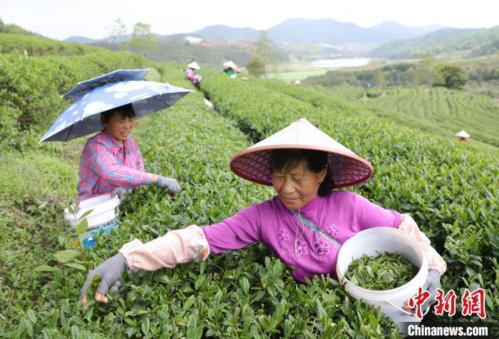 圖為位于福建省順昌縣元坑鎮(zhèn)東郊村的寶山紅生態(tài)茶園，茶農(nóng)正在采摘明前茶�！↑S杰敏 攝