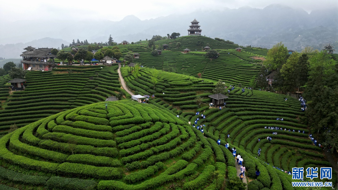 侗鄉(xiāng)茶飄香 學(xué)子研學(xué)忙