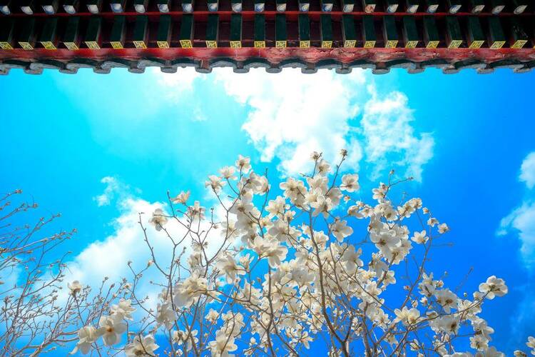 沈陽故宮：宮里賞花，春光正好
