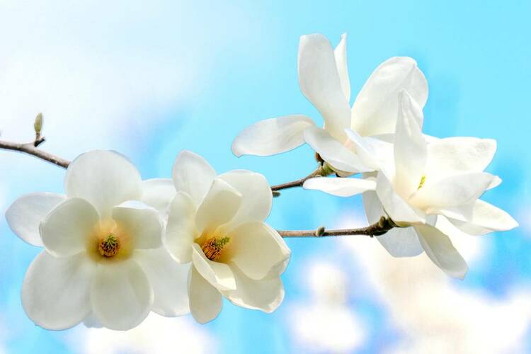 沈陽故宮：宮里賞花，春光正好