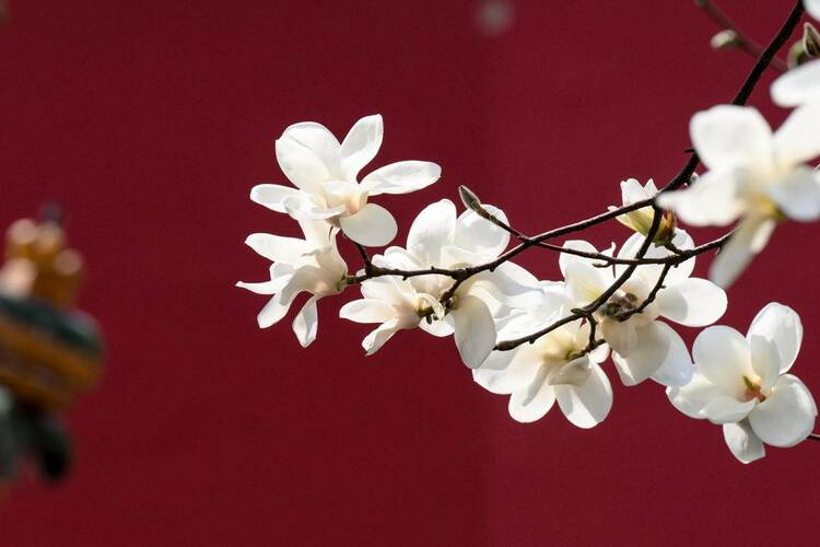 沈陽(yáng)故宮：宮里賞花 春光正好