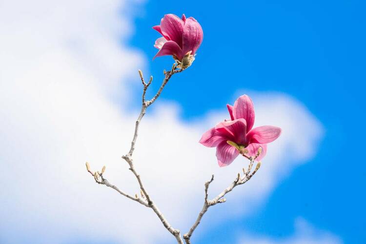 沈陽故宮：宮里賞花，春光正好