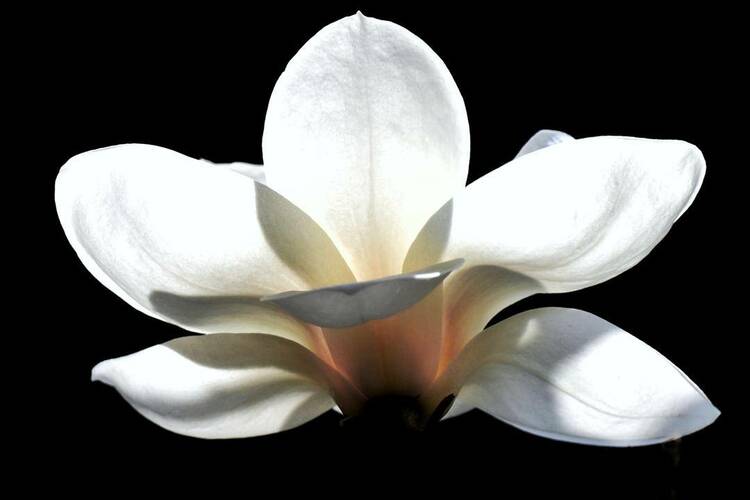 沈陽故宮：宮里賞花，春光正好