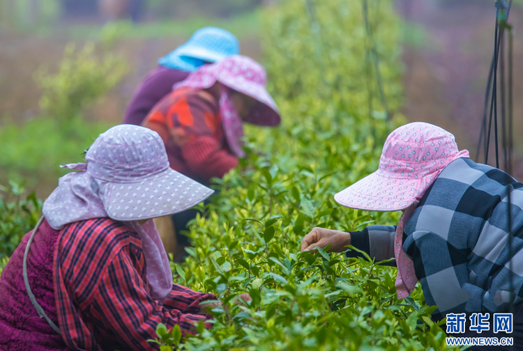 茶鄉(xiāng)茶飄香 茶農(nóng)采茶忙