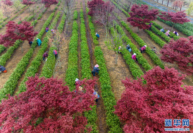 茶鄉(xiāng)茶飄香 茶農(nóng)采茶忙