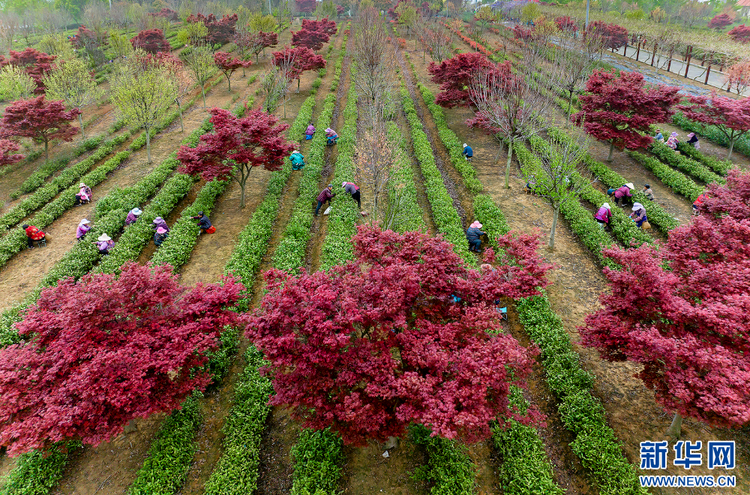 茶鄉(xiāng)茶飄香 茶農(nóng)采茶忙