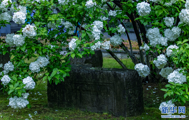南京：繡球花開惹人醉