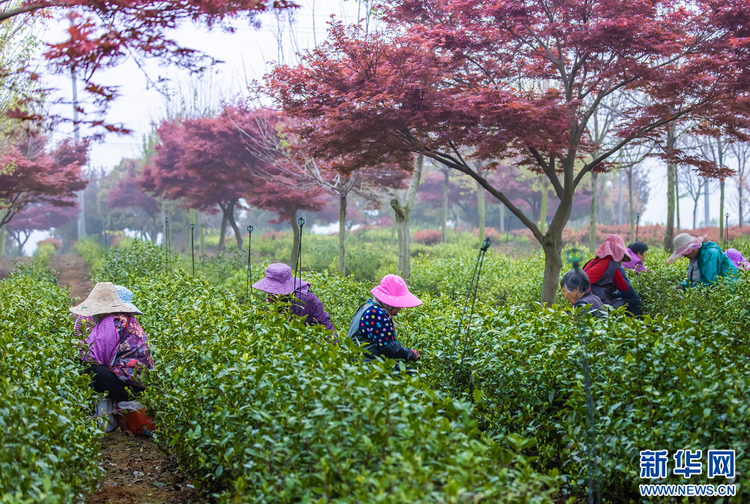 茶鄉(xiāng)茶飄香 茶農(nóng)采茶忙