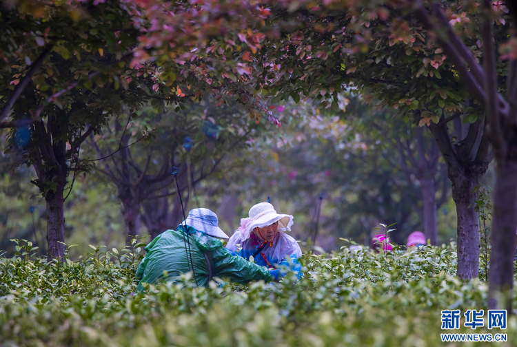 茶鄉(xiāng)茶飄香 茶農(nóng)采茶忙