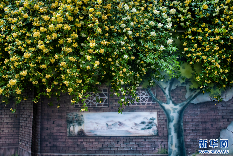 南京：木香花開 藏在小巷里的“春天”也很美