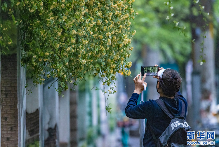 南京：木香花開 藏在小巷里的“春天”也很美