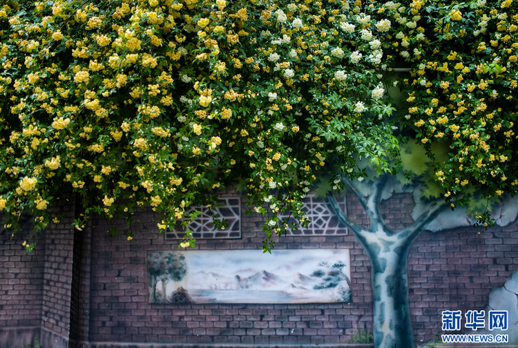 南京：木香花開 藏在小巷里的“春天”也很美