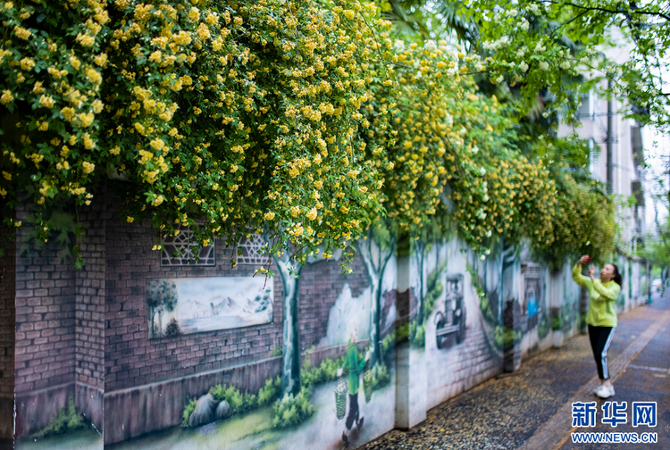 南京：木香花開 藏在小巷里的“春天”也很美