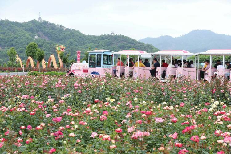 浙江東陽(yáng)：浪漫花海引客賞