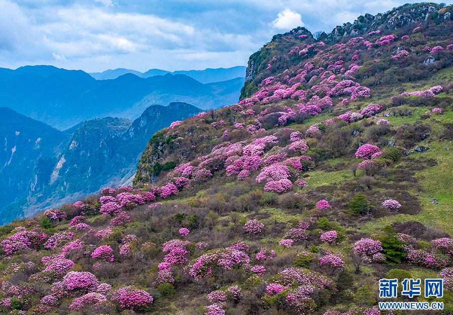 重慶巫溪：紅池壩高山杜鵑紅