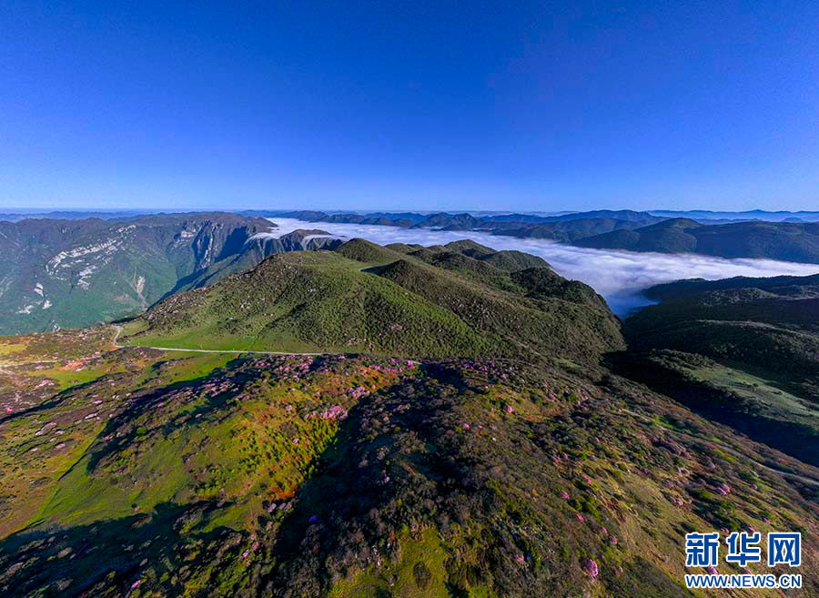 重慶巫溪：紅池壩高山杜鵑紅