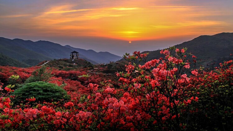 瀏陽大圍山杜鵑花盛放，吸引數(shù)萬游客共賞花海盛宴_fororder_4