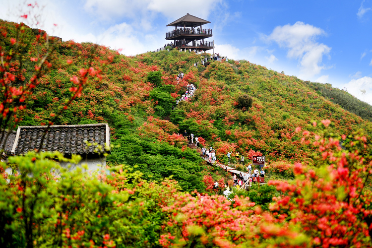 瀏陽大圍山杜鵑花盛放，吸引數(shù)萬游客共賞花海盛宴_fororder_2