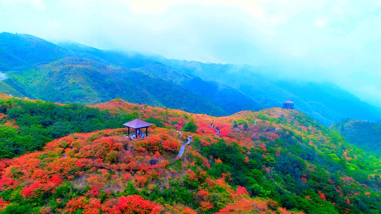瀏陽大圍山杜鵑花盛放，吸引數(shù)萬游客共賞花海盛宴_fororder_6