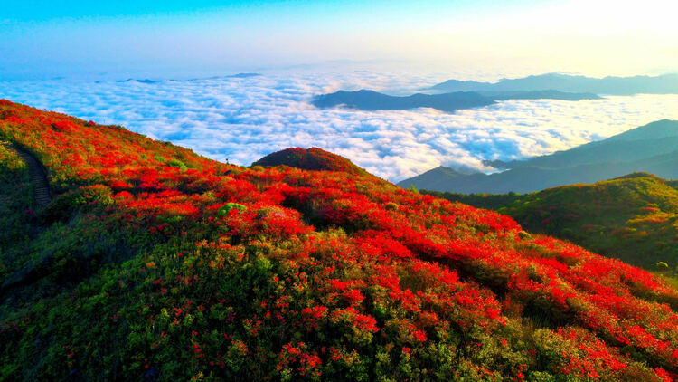 瀏陽大圍山杜鵑花盛放，吸引數(shù)萬游客共賞花海盛宴_fororder_1