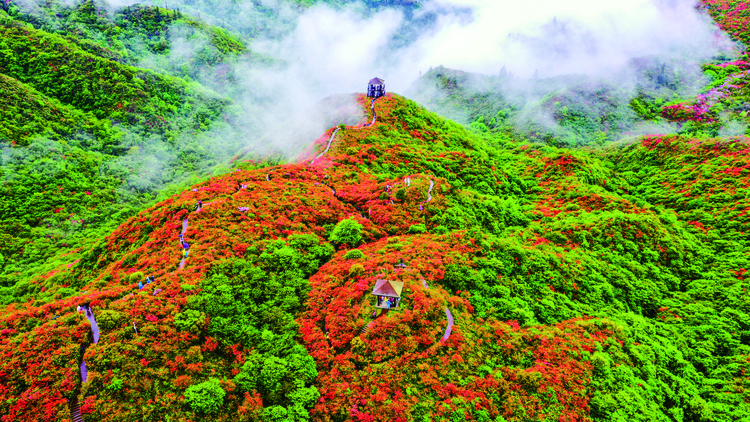 瀏陽大圍山杜鵑花盛放，吸引數(shù)萬游客共賞花海盛宴_fororder_5