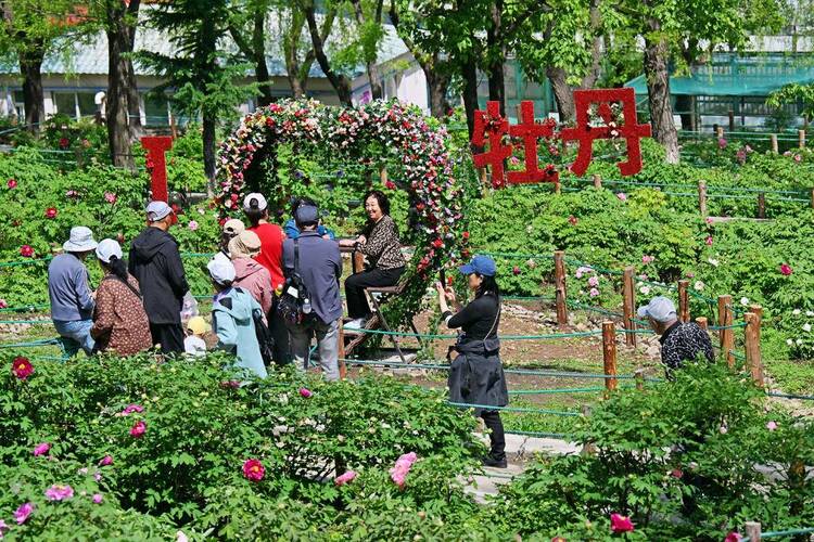 本溪：牡丹花開(kāi)引客來(lái)