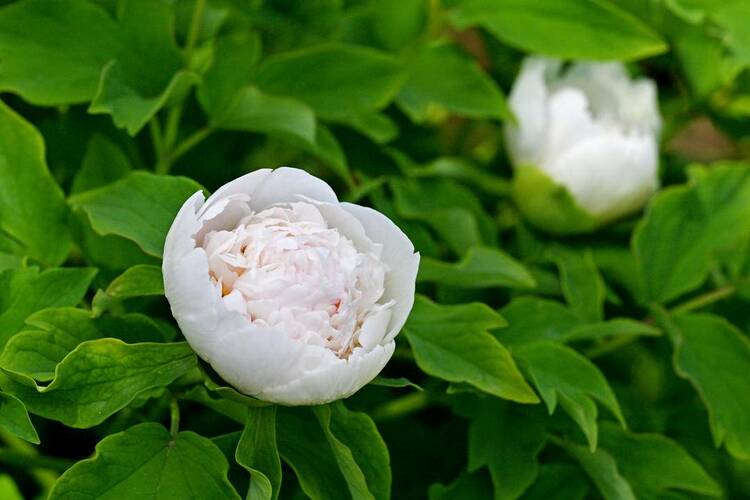 本溪：牡丹花開(kāi)引客來(lái)