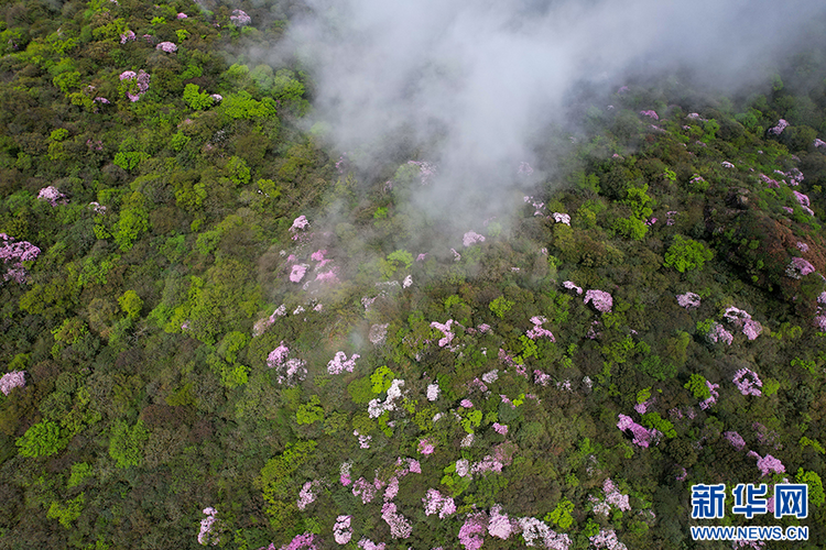 貴州梵凈山：繁花似錦醉游人