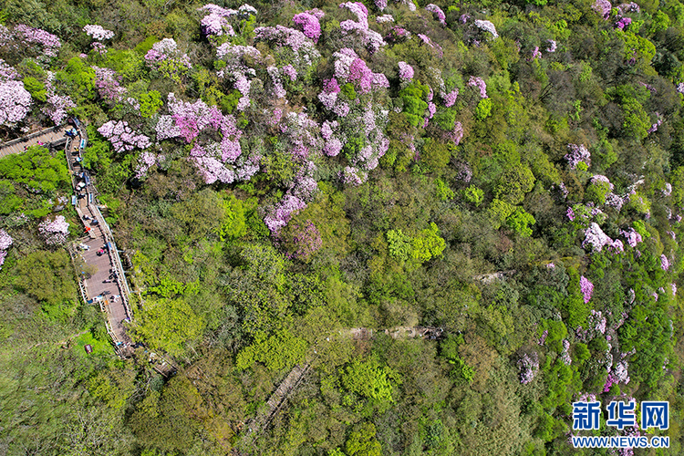 貴州梵凈山：繁花似錦醉游人