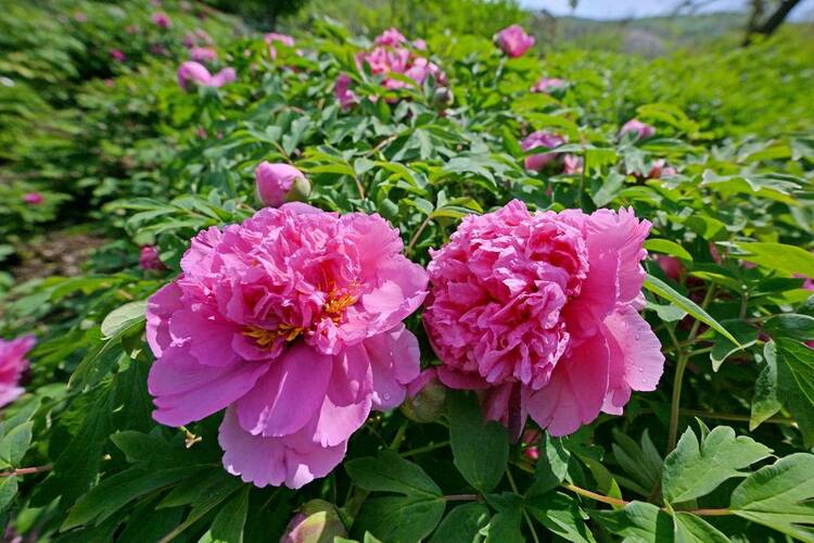 本溪：牡丹花開(kāi)引客來(lái)