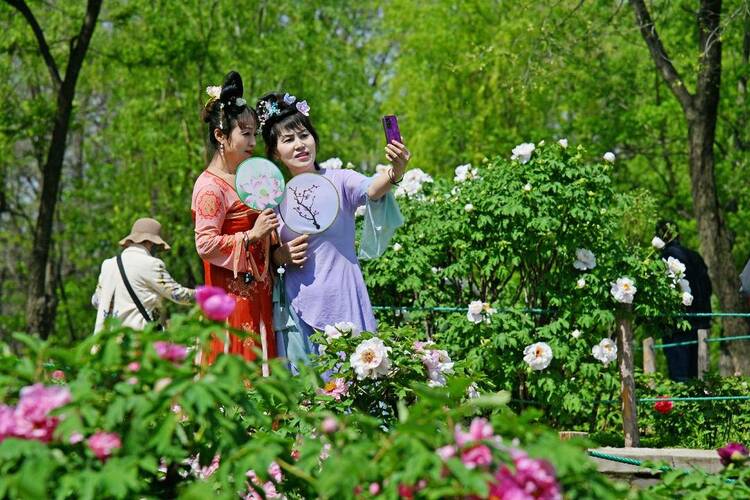 本溪：牡丹花開(kāi)引客來(lái)