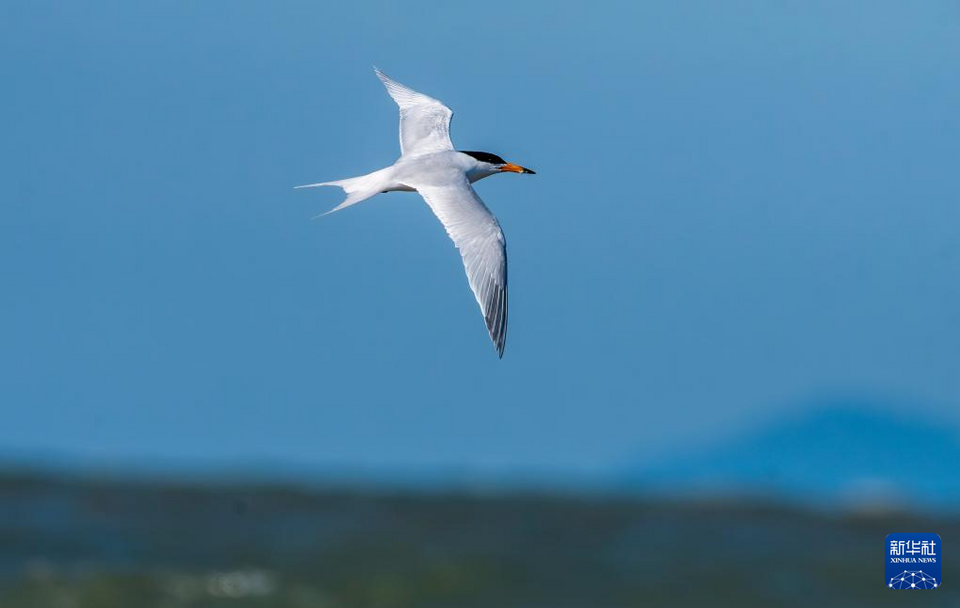 閩江河口濕地迎來“神話之鳥”中華鳳頭燕鷗