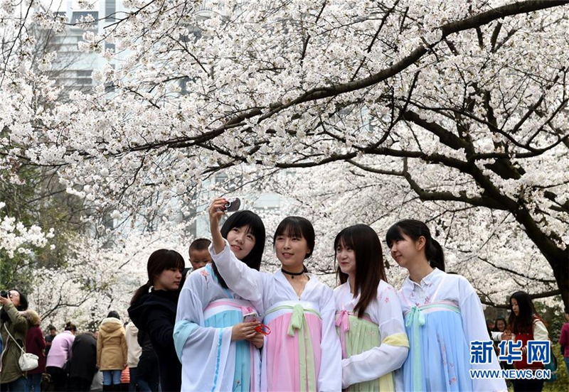【高清】南京美麗校園櫻花節(jié)(圖文)