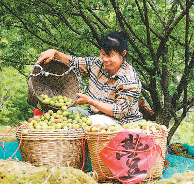 近日，果農(nóng)在廣西壯族自治區(qū)梧州市蒼梧縣獅寨鎮(zhèn)古東村森木組采摘青梅。何華文攝（人民視覺(jué)）