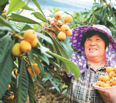 浙江省溫嶺市塢根鎮(zhèn)小塢根村的農(nóng)民日前在采收枇杷。蔣友青攝（人民視覺(jué)）